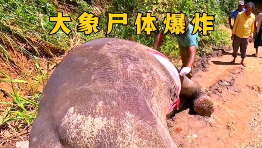 比亚迪涨停,香港抓码王每期自动更新,展开解析落实_标清版V5.98
