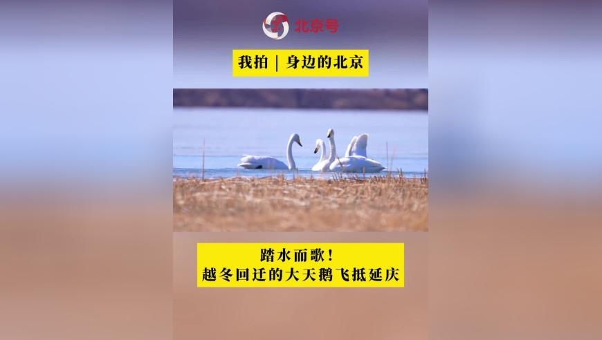 被柯淳专属bgm硬控八秒,46008小鱼儿二站主页,创新典义解读_户外版V10.81