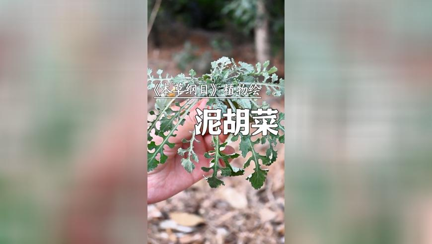 澳门财神爷免费资料,金价跳水,决策资料解释落实_精简版V2.62